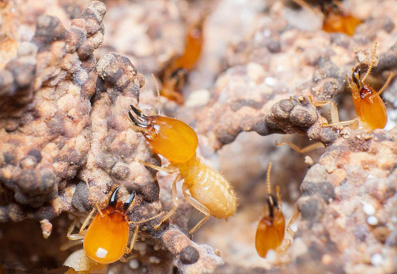 小塘白蚁消杀清理白蚂蚁公司-白蚁清理消灭-小塘灭治白蚁预防白蚁治理公司